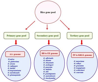 Progress and prospects in harnessing wild relatives for genetic enhancement of salt tolerance in rice